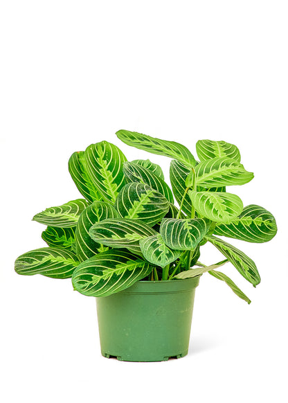 Prayer Plant Beauty Kim