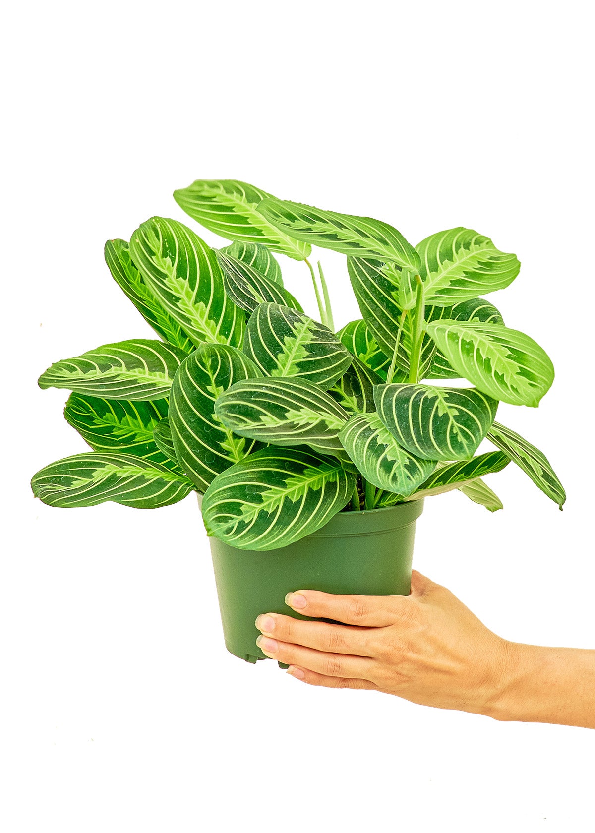 Prayer Plant Beauty Kim