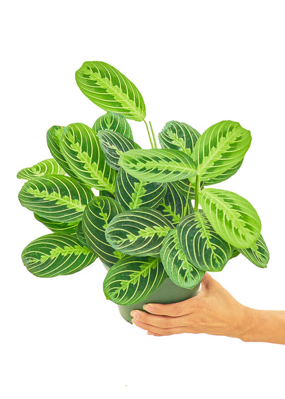 Prayer Plant Beauty Kim