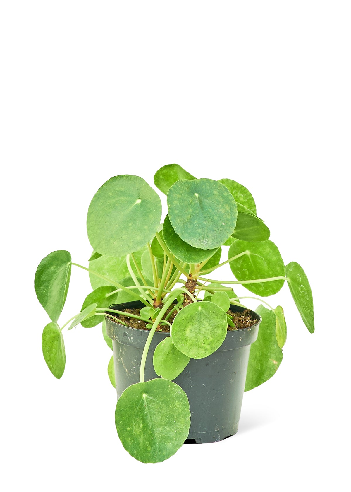 Chinese Money Plant