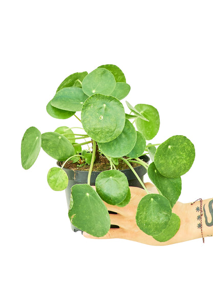 Chinese Money Plant