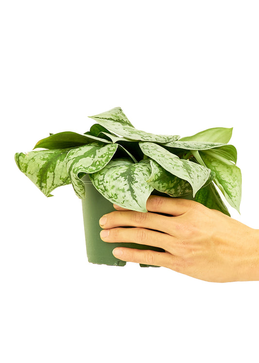 Silver Pothos Exotica