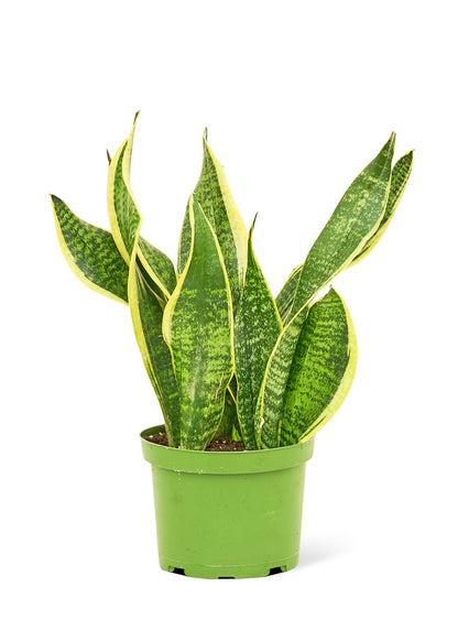 Snake Plant Laurentii