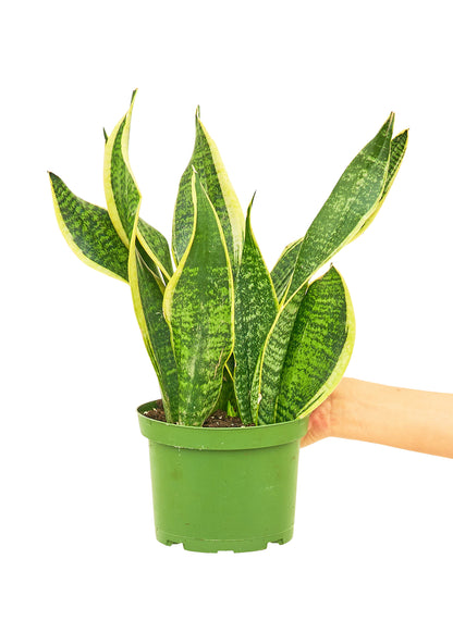 Snake Plant Laurentii