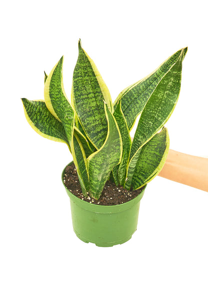 Snake Plant Laurentii