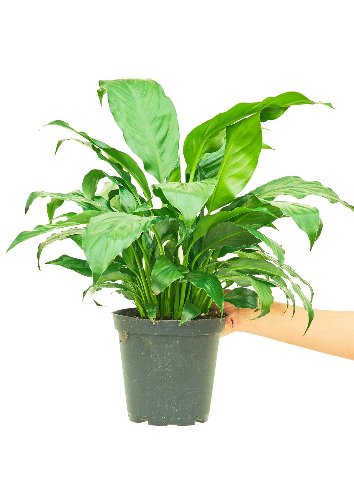 Peace Lily