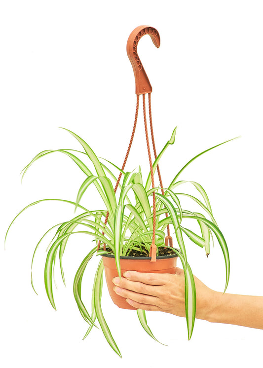 Spider Plant