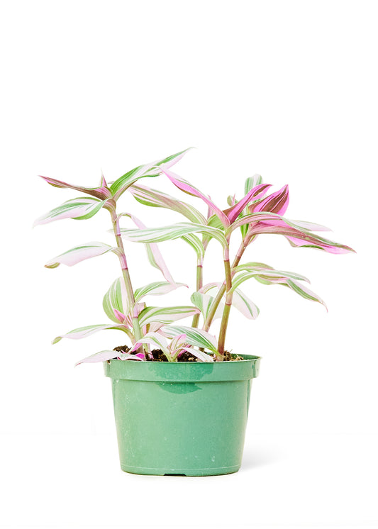 Tradescantia Nanouk