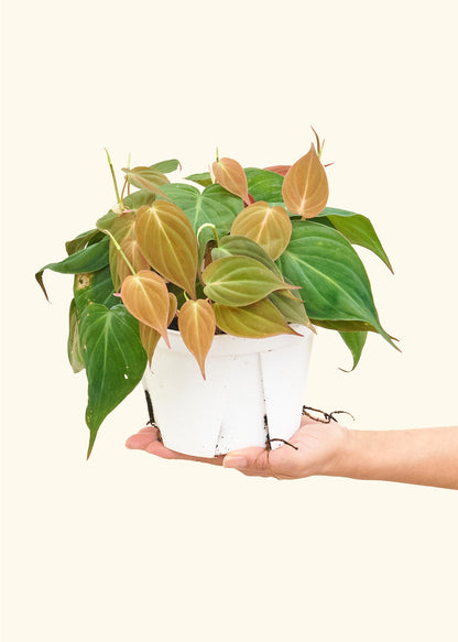 Velvet Leaf Philodendron