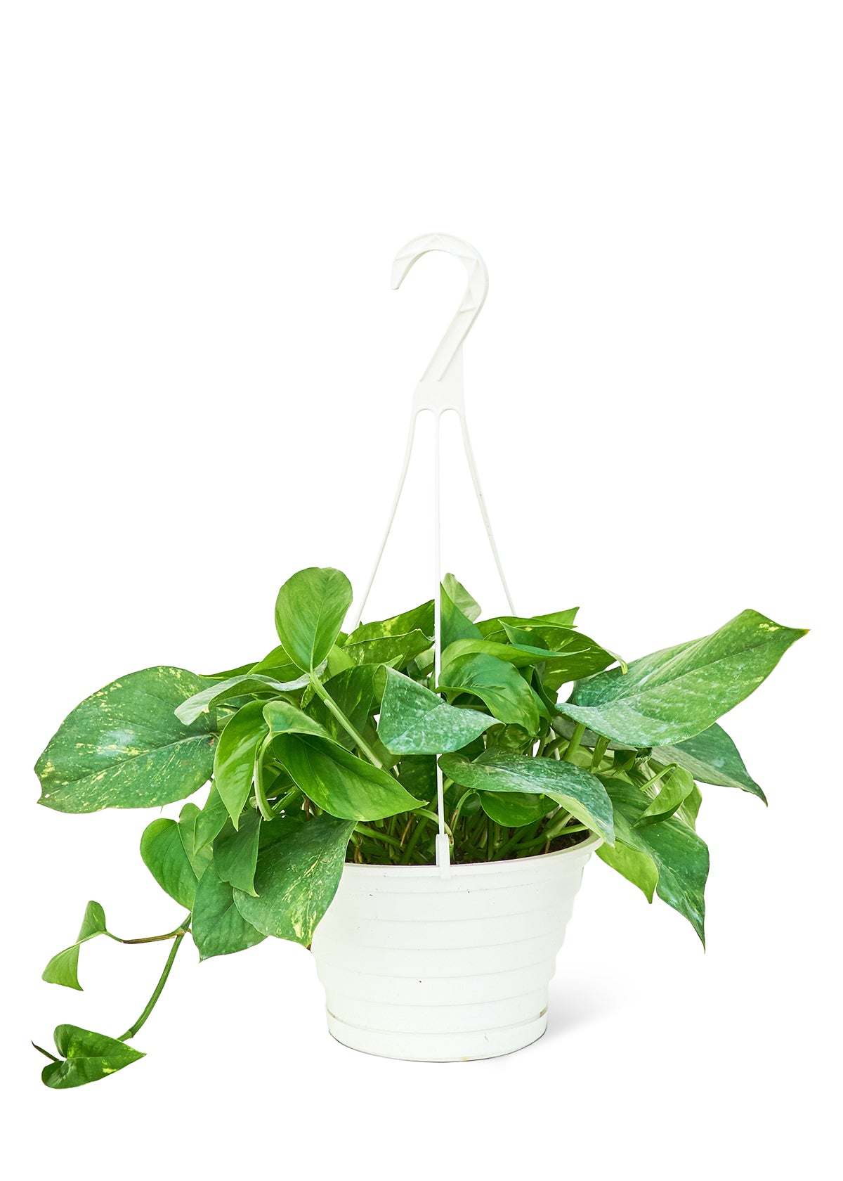 Golden Pothos