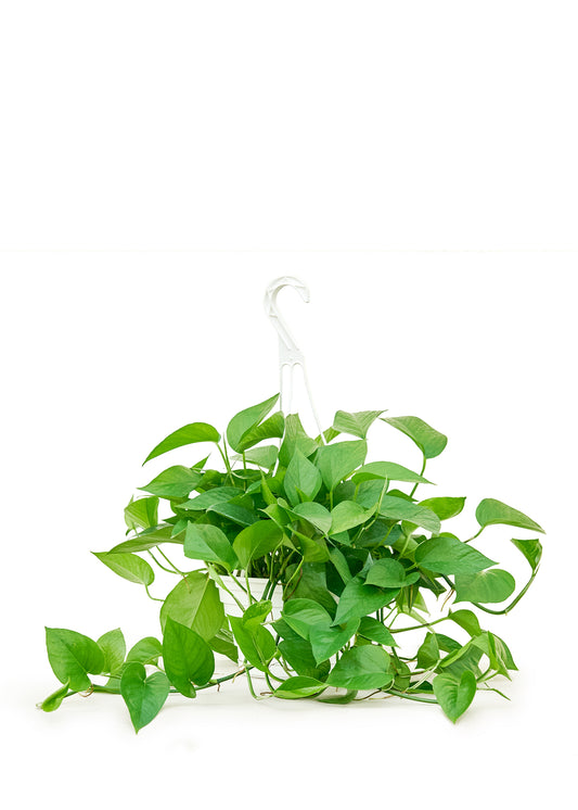 Pothos Jade