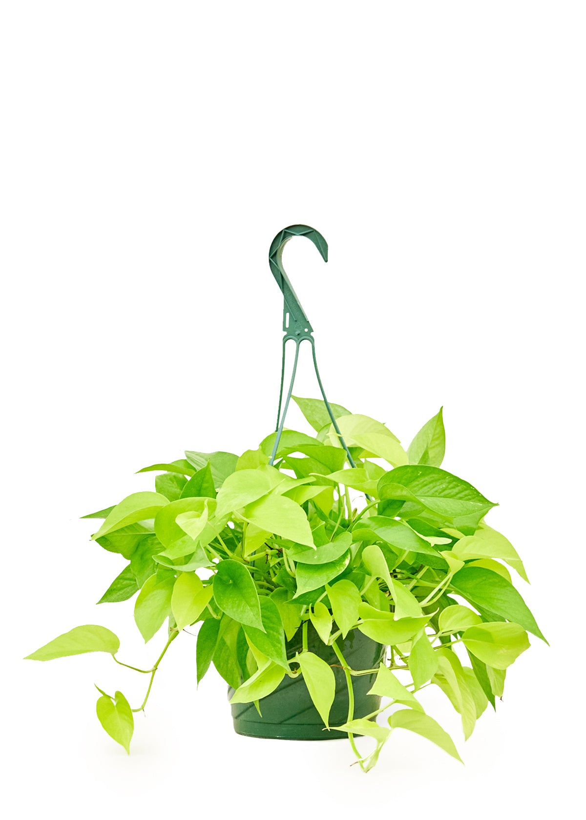 Neon Pothos