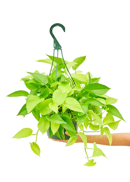 Neon Pothos