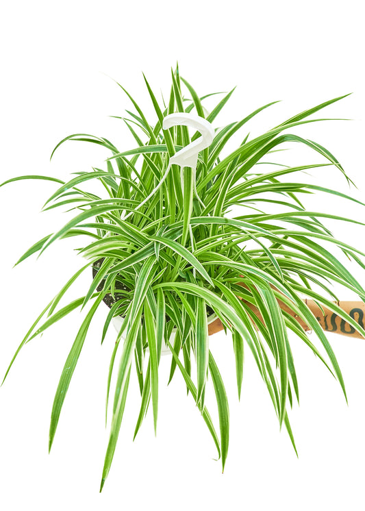 Spider Plant Reverse