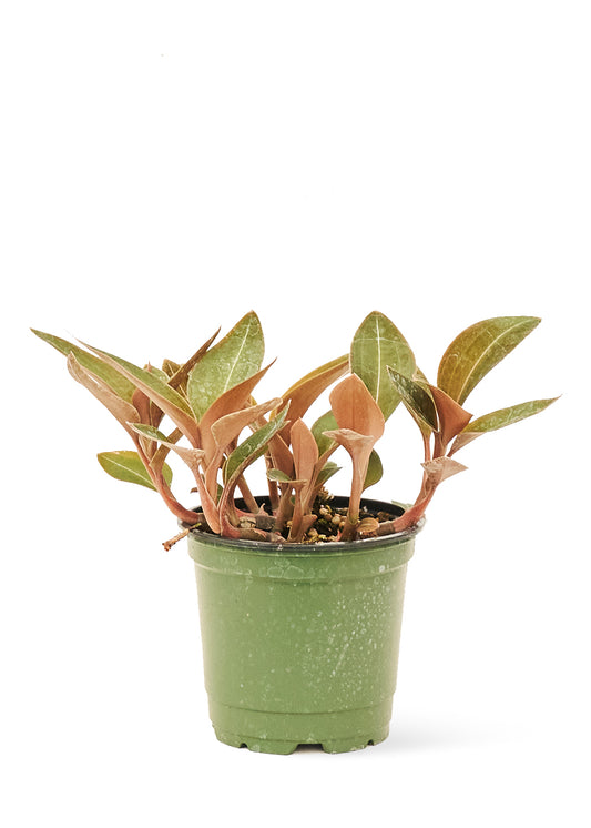 Jewel Orchid Discolor