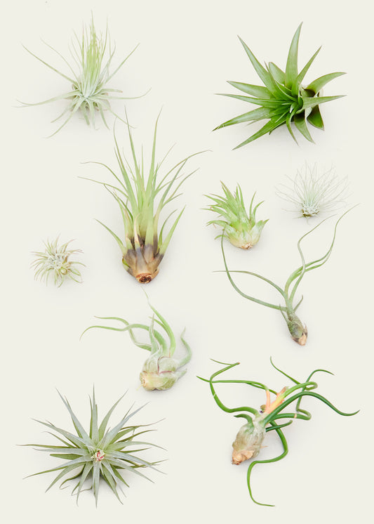 Mystery Air Plant Box 0-Pack