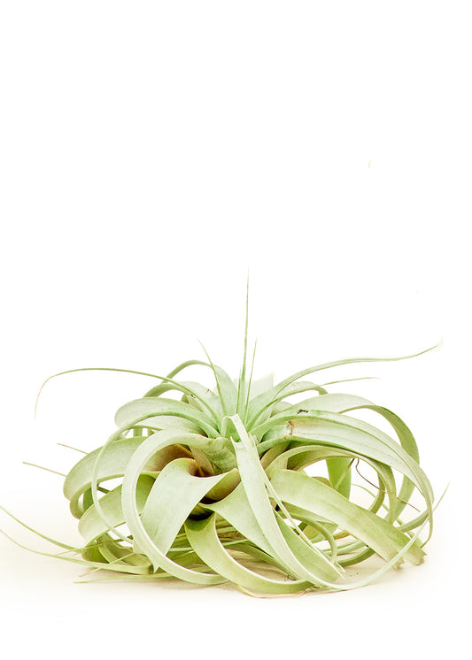 King of Air Plants